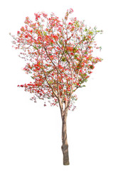 tropical tree with red flower on white background