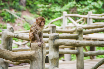 China, the Wudang monastery, small wet monkey