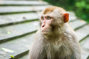 China, the Wudang monastery, a monkey in the park