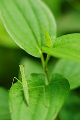 カマキリ