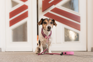 dog waiting at the door, ready for a walk - Jack Russell Terrier 