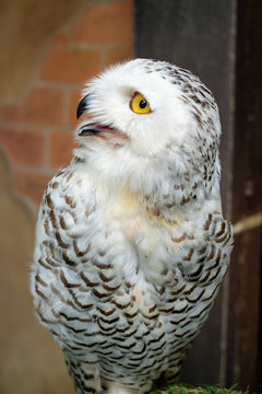 Close up of snowy owl