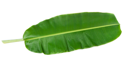 banana leaf on white background