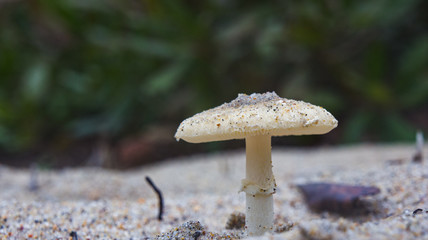 Sand Crowned Mushroom
