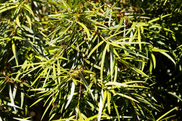 Willow leaf podocarp (Podocarpus salignus)