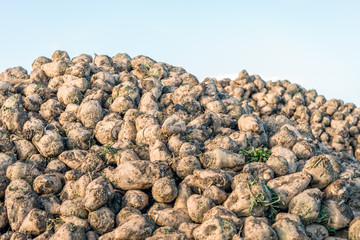 Recently harvested sugar beets on a big heap