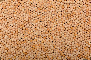 the seed of peas