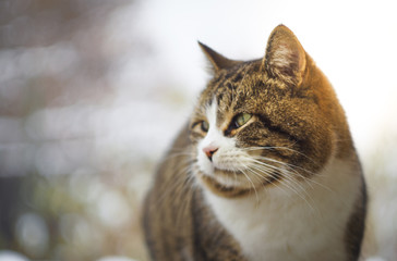 a cat's face with a background out of focus and sunlight