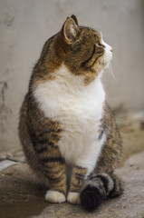 cute sitting cat on the street