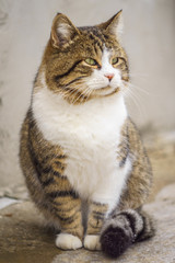 cute sitting cat on the street