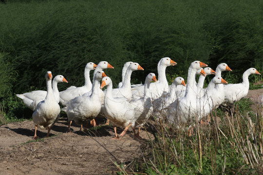 G&auml;nse
