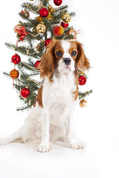 Christmas dog. Cavalier king charles spaniel with christmas tree.