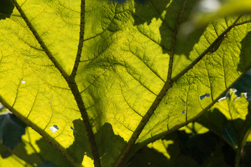  Brazilian giant rhubarb (Gunnera manicata)