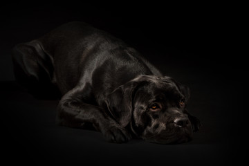 Fototapeta na wymiar Portrait of a Cane Corso dog breed on a black background. Italian mastiff puppy.