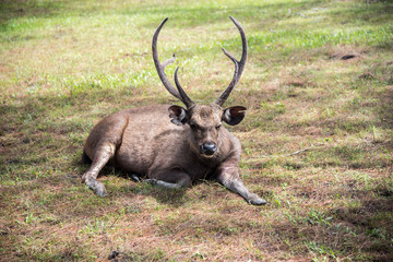 The deer is lying on green grass in the forest.