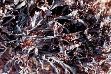 False Irish moss (Mastocarpus stellatus)
