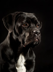 Portrait of a Cane Corso dog breed on a black background. Italian mastiff puppy.