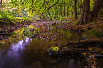 Stream in deep forest in autumn in Little Carpathian, Slovakia, Europe