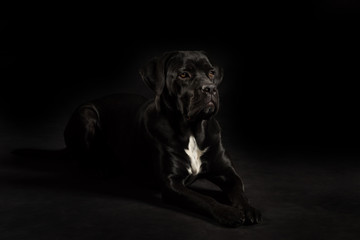Portrait of a Cane Corso dog breed on a black background. Italian mastiff puppy.