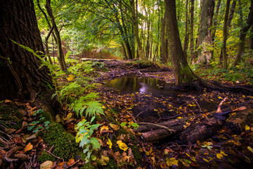 Stream in deep forest in autumn in Little Carpathian, Slovakia, Europe