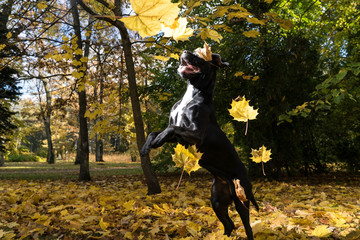 Fototapeta premium Portrait of a Cane Corso dog breed on a nature background. Dog playing on the grass with colored leaves in autumn. Italian mastiff puppy.