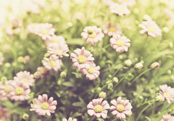 daisy in vintage color tone