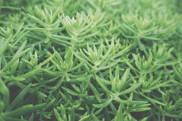 close up fresh green leaves. natural background. vintage photo and film style.