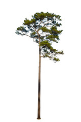 isolated pine tree on white background