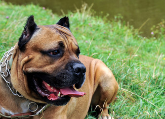 Dog on green grass close-up. Summer
