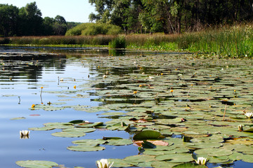 Forest lake overgrown with aquatic vegetation.