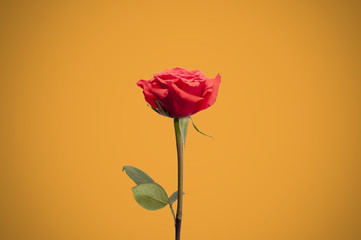 Single rose on colour background isolated, front view