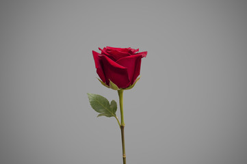 Single rose on colour background isolated, front view