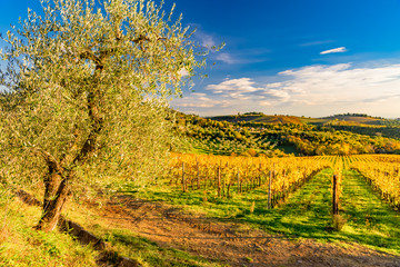 Naklejka premium sunset over the chianti hills in province of Siena Tuscany Italy
