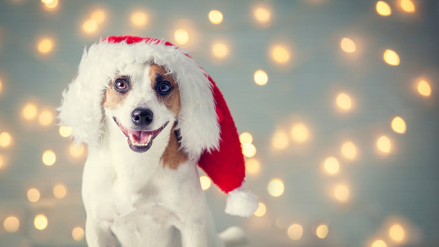 Dog In Christmas Hat