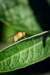 Fruchtfliege auf Blatt