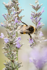Hummel #3