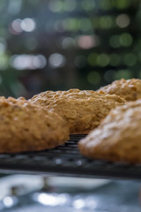 Close up Homemade Malt and Oat Cookie Sandwiches . (selective Focus)