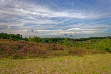 Fototapeta premium Lüneburger Heide
