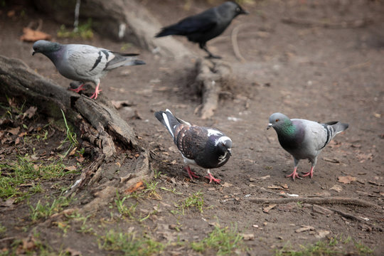common birds - pigeons near a tree