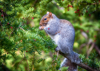 Squirrel eating pine nuts