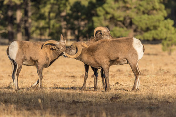 Fototapeta premium Rocky Mountain Bighorn Sheep Rams in Rut