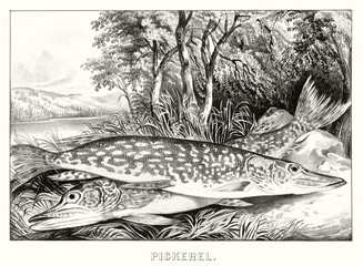 Naklejka premium Freshwater fishes known as pickerel (Esox americanus) placed on a stone in the grass. Lake on background. Old illustration by Currier & Ives, publ. in New York, 1872