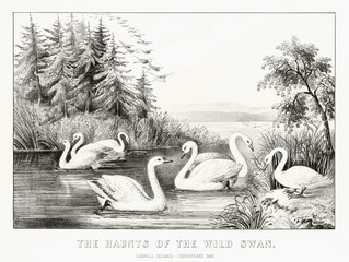 White wild swans in a pond in Carroll Island, Cheasepeake Bay, United States. Old illustration by Currier & Ives, publ. in New York, 1872 © Mannaggia