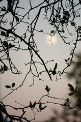 branches in front of a blurry autumn sky