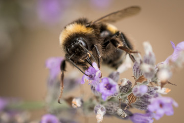 Lavendel Hummel