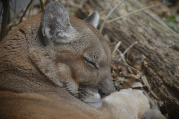 A Sleeping Puma