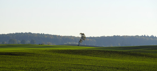 lone Tree © Angelika