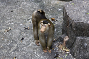 A monkey