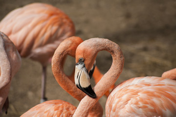 Obraz premium American Flamingos / The American Flamingos (Phoenicopterus ruber) is a large species of flamingo