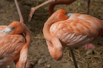 American Flamingos  / The American Flamingos  (Phoenicopterus  ruber)  is a large species of flamingo
